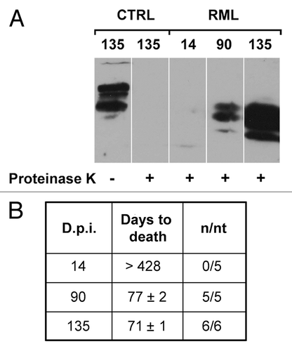 Figure 3. PrPSc accumulation and prion titers in the hippocampus of RML-infected mice. (A) Hippocampal homogenates from saline-treated (CTRL) or RML-infected mice (i.c.) at 14, 90 and 135 d.p.i. were treated in the presence (+) or in the absence (-) of proteinase K to distinguish native PrPC from the proteinase K-resistant PrPSc and analyzed by western blotting (n = 3). (B) Prion titers in the hippocampus of infected animals at 14, 90 and 135 d.p.i. were determined by inoculating homogenates i.c. into CD-1 indicator mice. Data highlight a progressive increase in the amount of PrPSc and infectivity in the hippocampi of RML-infected mice at 135 d.p.i. n/nt = Number of mice with scrapie/ total number of mice inoculated.