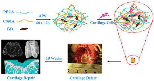 Figure 5 Schematic representation showing the CSMA/PECA/GO hybrid scaffold with potential application in cartilage tissue engineering. To produce the scaffold, an aqueous solution containing PECA, CSMA, GO, and Ammonium persulfate (APS, used as the initiator agent) was heated at 60° C for 2 h. Then, after the incorporation of cells, the scaffold was inserted into a defect in rabbit articular cartilage, where it demonstrated an important regenerative capacity after 18 weeks. Reprinted from Liao J, Qu Y, Chu B, Zhang X, Qian Z. Biodegradable CSMA/PECA/Graphene porous hybrid scaffold for cartilage tissue engineering. Sci Rep. 2015;5(1):9879. Creative Commons.Citation239