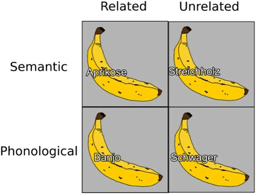 Figure 1. Example of stimuli in the picture-word interference task. The target word “Banane” (banana) with a semantically related (Aprikose/apricot), semantically unrelated (Streichholz/match), phonologically related (Banjo/banjo), and phonologically unrelated (Schwager/brother-in-law) distractor. Note that two unrelated conditions were used so as to have the same distractor lists when contrasting a related and unrelated condition.