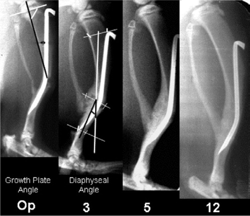 Figure 1. Serial radiography showing the healing and correction process over 12 weeks. This includes reference points and lines for measurement of the angle of the proximal growth plate and diaphysis, as well as the diaphyseal length. Op = operation.
