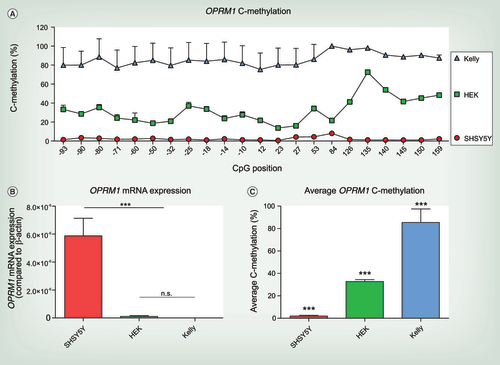 Figure 4.  OPRM1 C-methylation analysis and OPRM1 mRNA expression in untreated SHSY5Y cells, HEK-293 cells and Kelly cells. (A) C-methylation profile across OPRM1 gene from CpG position -93 to +159. Significant differences between different cell lines were assessed using rm-ANOVA with ‘CpG position’ as within-subject factor and cell type as between-subjects factor (main effect ‘cell line’ df = 2, F = 192.2, p = 2.04 × 10−11 and ‘CpG position’ df = 20, F = 28.015, p = 1.4 × 10−5 and a significant interaction ‘cell line’ by ‘CpG position’ df = 40, F = 13.455, p = 9.5 × 10−5). (B) OPRM1 mRNA expression of the untreated cell lines SHSY5Y, HEK-293 and Kelly. OPRM1 mRNA expression is significantly higher in SHSY5Y cells compared with HEK-293 and Kelly cells, that do not express μ-opioid receptors (one-way ANOVA df = 2, F = 63.72, p < 0.0001; n.s. no significant difference between HEK-293 and Kelly cells, ***p < 0.001 for both HEK-293 and Kelly vs SHSY5Y). OPRM1 mRNA expression compared with β-actin from three independent samples are shown as mean ± SD. (C) Average OPRM1 C-methylation of SHSY5Y, HEK-293 and Kelly cells. Significant differences between the cell lines were assessed using one-way ANOVA (df = 2, F = 216.7, p < 0.001) and post hoc t-test with Bonferroni α correction (all p < 0.001). Experiments were performed from six independent cell samples and are shown as mean + SD.