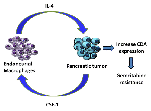 Figure 1. Paracrine loop between endoneurial macrophages and pancreatic ductal adenocarcinoma cells. Colony-stimulating factor 1 (CSF1) secreted by pancreatic cancer cells attracts endoneurial macrophages (EMΦs) that express the CSF1 receptor (CSF1R). EMΦs recruited to the tumor site are activated by cancer cells and stimulate them to express high levels of cytidine deaminase (CDA). By catabolizing the bioactive form of gemcitabine, CDA exerts consistent chemoprotective effects, hence reducing the susceptibility of cancer cells to chemotherapy.