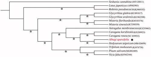 Figure 1. Maximum-likelihood phylogenetic tree inferred from 15 chloroplast genomes of Fabaceae. The position of A. sparsifolia is highlighted. The bootstrap values are shown above each node and the values of 100% are shown with asterisks.