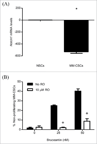 Figure 4. Effect of RO on BCT-induced inhibition of MM-CSCs proliferation. mRNA was collected from NSCs and MM-CSCs for gene expression analyses as described in Materials and Methods, and relative mRNA expression of Notch1 is shown (A). MM-CSCs were pretreated with vehicle control or 10 µM RO for 24 h, followed by increasing concentrations of BCT for 24 h. MM-CSCs were then stained with VPD450 as described in Materials and Methods. Proliferation was quantified by flow cytometry (at least 10,000 cells were counted), and the percentage of non-proliferating MM-CSCs in response to each condition was determined using the software provided by the flow cytometer manufacturer (B). Results represent the means ± SEM of at least 3 independent experiments. *Values significantly different from control NSCs, as determined by unpaired t-test (p < 0 .05). +Percentage of treated non-proliferating cells (10 µM RO + BCT) significantly different from control treated cells (BCT alone) as determined by a 2-way ANOVA (p < 0.05).