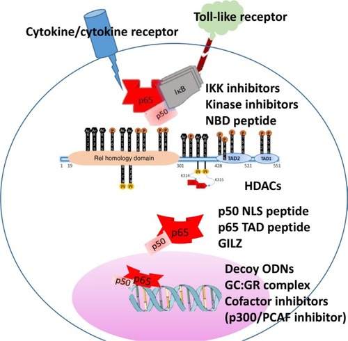 Figure 2 Schematic representation of NF-κB p65 activation and potential inhibitors along the signaling pathway.Notes: The inset shows phosphorylation and acetylation sites of p65 as sites of kinase inhibitors and HDACs. Representative inhibitory strategies along the pathway are shown.Abbreviations: NBD, NeMO binding peptide; GC, glucocorticoid; GILZ, glucocorticoid-induced leucine zipper; GR, glucocorticoid receptor; HDAC, histone deacytelases; NLS, nuclear localization signal; ODN, oligodeoxynucleotide; PCAF, p300/CBP-associated factor; TAD, transactivation domain.