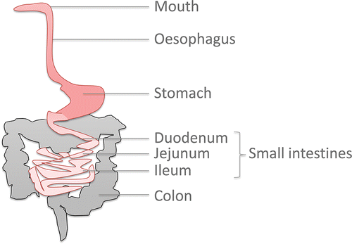 Figure 2. Schematic representation of the human digestive tract.