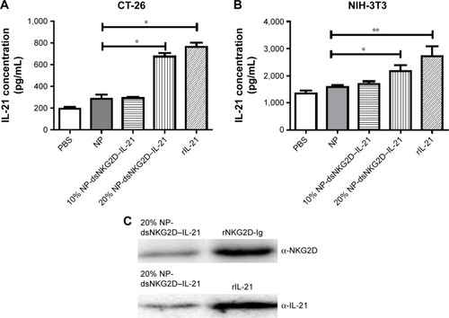 Figure 2 Identification of the secreted dsNKG2D–IL-21 protein.Notes: Supernatants of CT-26 (A) or NIH-3T3 cell (B) pretransfected with 10% or 20% chitosan–dsNKG2D–IL-21 gene nanoparticles were collected to determine dsNKG2D–IL-21 concentration by ELISA. The NKG2D–IL-21 fusion protein of cell supernatants was confirmed by Western blot (C). Each experiment was conducted three times. *P<0.05, **P<0.01.Abbreviations: ELISA, enzyme-linked immunosorbent assay; IL-21, interleukin 21; NP, nanoparticle; PBS, phosphate-buffered saline.