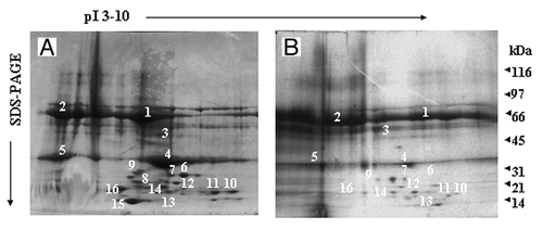 Figure 2. Two-dimensional gel electrophoresis of LPS/LTA-binding serum proteins. LPS (A) or LTA (B) was covalently coupled to NHS-activated columns. Normal human serum was passed through the columns. Unbound proteins were washed away, bound proteins were eluted, concentrated and analyzed by two-dimensional gel electrophoresis. The proteins that were excised for tryptic digestion are indicated by the numbers.