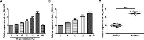 Figure 1 Hsa_circ_0003928 was upregulated in high D-glucose-induced HK-2 cells and serum of patients with DN. (A) HK-2 cells were subjected to different concentrations of D-glucose (5, 10, 15, 20, 25 and 30 mmol/l) for 48 h. Besides, mannitol (MA; 30 mmol/l) was used as negative control. The expression level of hsa_circ_0003928 was measured by RT-qPCR. **, ***p<0.01, 0.001 vs 5 mmol/l D-glucose. (B) HK-2 cells were subjected to 30 mmol/l D-glucose for 6, 12, 24 and 48 h, respectively. The expression level of hsa_circ_0003928 was measured by RT-qPCR. **, ***p<0.01, 0.001 vs 0 h. (C) The expression level of hsa_circ_0003928 in serum of healthy control and patients with DN was measured by RT-qPCR. ***p<0.001.