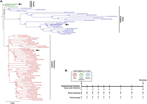 Figure 1. Phylogenetic comparison and experimental study design comparing clinical isolates of ZIKV from Singapore, French Polynesia and Brazil. A) Phylogenetic analysis of ZIKV full-length genomes isolated from the Pacific region, Asia and the Americas. The ZIKV isolates used in the present study from Brazil (ZIKV-Brazil), French Polynesia (ZIKV-FP), and Singapore (ZIKV-SG) are marked on the phylogenetic tree with a black arrow. B) Study timeline of infection of cynomolgus macaques with ZIKV. Animals were infected either IV or SC with either ZIKV-Brazil, ZIKV-FP or ZIKV-SG (5 × 106 pfu/animal). Blood and throat swab samples were collected from animals at baseline, 1–5, 7, 9 and 11 dpi. Animals were euthanized and necropsied for tissues and organs on 11 dpi. Sample sizes for IV infections consisted of ZIKV-Brazil n=3, ZIKV-FP n=3, and ZIKV-SG n=3, and SC infections consisted of ZIKV-Brazil n=6, ZIKV-FP n=3, and ZIKV-SG n=3.