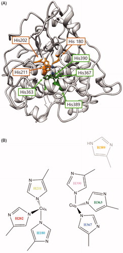 Figure 3. (A) Proposed three-dimensional structure of human tyrosinase. The di-copper site was found in the centre of the four-helix bundle motif. H180, H202 and H211 residues show direct binding with the copper atom at the CuA site, and H363, H367 and H390 are directly coordinated with the copper atom at the CuB site. However, H389 is located around the CuB site without direct binding. (B) Schematic illustration of CuA- and CuB-binding sites of human tyrosinase. Based on three-dimensional structure modelling, the residues H180, H202, and H211 show direct binding with CuA, whereas H363, H367 and H390 are directly coordinated with CuB. H389 is located around CuB but without direct binding.