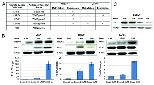 Figure 4. (A) Methylation (+ or –) and expression (+, – or +/– intermediate) status of PMEPA1 and GSTP1 genes in AR positive and AR negative prostate cancer cell lines. VCaP, LNCaP, and LAPC4 cells harbor low PMEPA1 expression whereas no GSTP1 expression was detected in VCaP and LNCaP cells. (B) PMEPA1 expression is induced by the DNA methyl transferase inhibitor decitabine in VCaP, LNCaP, and LAPC4 cells after 14 d treatment. PMEPA1, GSTP1, and Beta-Actin protein levels were analyzed by immunoblot assays (upper panels). Gene expression was monitored by qRT-PCR (lower panels) and is shown as fold changes normalized to GAPDH control. (C) Reduced AR protein levels in LNCaP cells in response to decitabine treatment.