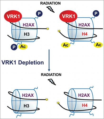 Figure 7. Effect of VRK1 depletion on histone covalent modifications.