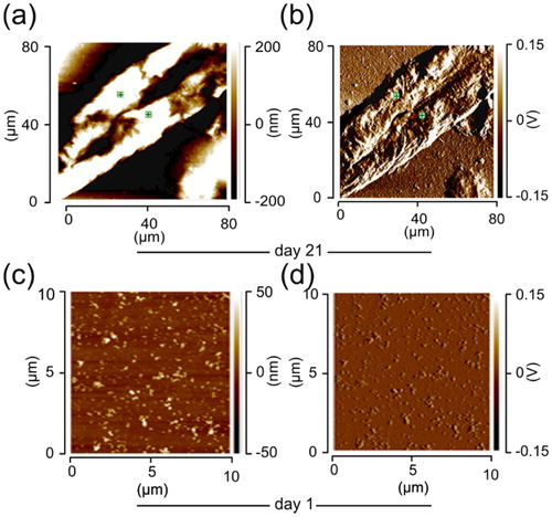 Figure 1. Surface topography (height), and IR absorption pattern (deflection) of the lysozyme fibrils/oligomers. (a) Height and (b) deflection on day 21. (c) Height and (d) deflection on day 1. Data contributing to the IR-absorption map were acquired at a wavenumber of 1650 cm−1. The lysozyme sample was prepared in distilled water adjusted to pH 2 with HCl. The protein samples with the final protein concentration of 1 mM, were deposited on a cover slip glass surface and the samples were left in a nitrogen gas chamber to dry before nanoIR measurements.