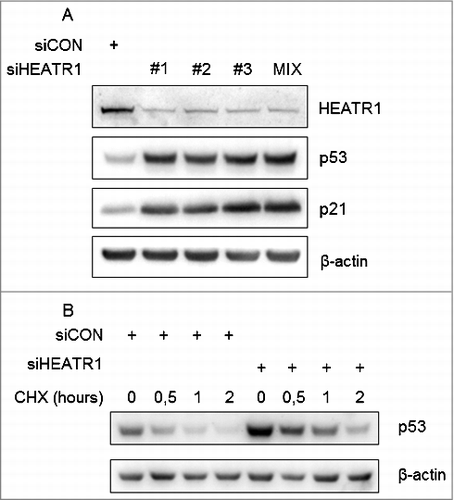 Figure 1. Depletion of HEATR1 stabilizes p53 A. U2OS cells were transfected with control or HEATR1 siRNAs, cell lysates were prepared 72 h after transfection and immunoblotted with indicated antibodies. B. U2OS cells were transfected with control or HEATR1 siRNAs, treated with 50 μg/ml cycloheximide (CHX) 72 h later and harvested at indicated time points. Cell lysates were immunoblotted with indicated antibodies.