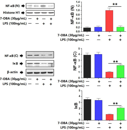 Figure 6 Effects of 7-OBA on NF-κB signal pathway in LPS-stimulated RAW264.7 cells. As compared with the control group, **p<0.01 indicates an extremely significant difference.
