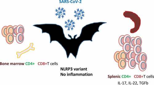 Figure 4. Bats are the natural reservoir of betacoronaviruses: immune specificities.