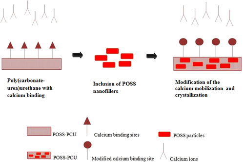 Figure 3. Anti-calcification properties enhanced by POSS inclusion in PCU.