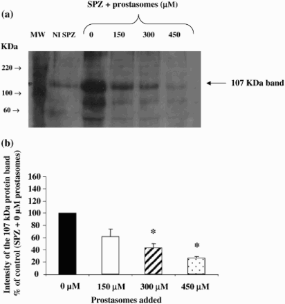 Figure 1.  Inhibition of the 107 KDa protein band phosphorylation (on tyrosine residues) by different concentrations of prostasomes. Western blot analysis indicates that incubation of spermatozoa with increasing concentrations of prostasomes induces a dose-dependent inhibition of tyrosine phosphorylation of the 107 KDa protein band (Fig. 1a). The lane NI SPZ corresponds to non-incubated spermatozoa therefore non-capacitated spermatozoa. MW stands for molecular weigh markers and SPZ for spermatozoa. The 107 KDa protein band was quantified by densitometry (Fig. 1b) and the results expressed as % of control (spermatozoa incubated without prostasomes). A significant effect was observed with 300 μM and 450 μM of prostasomes. In figure 1b, the values are means ± SEM, n = 5. *significantly different from control (SPZ + 0 μM prostasomes); p < 0.05.