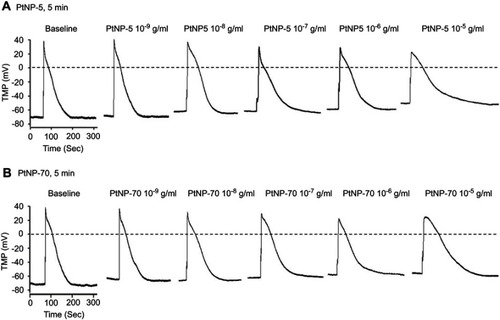 Figure 2 The hazardous effects of PtNP-5 and PtNP-70 on the transmembrane potentials (TMPs) of cultured neonatal cardiomyocytes. (A) PtNP-5. (B) PtNP-70. Note that both PtNP-5 and PtNP-70 concentration-dependently depolarized the RP, decreased the APA and prolonged the APD within 5 mins after exposure.Abbreviations: RP, resting potential; AP, action potential; APA, action potential amplitude; APD, action potential duration.