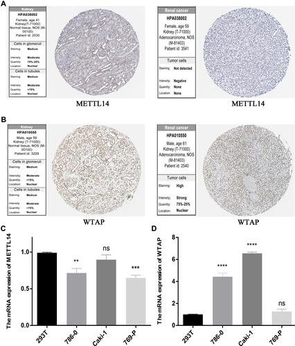 Figure 8 METTL14 and WTAP levels. (A) METTL14 and (B) WTAP protein expression in normal and RCC tissues from the Human Protein Atlas, as detected by immunohistochemical analysis. (C) METTL14 and (D) WTAP mRNA expression in normal (293T) and RCC cell lines. **P<0.01, ***P<0.001, and ****P<0.0001.