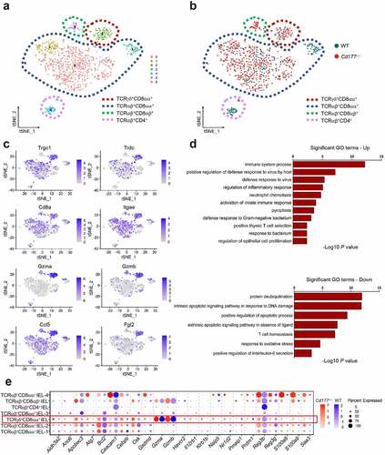 Figure 2. Gene expression signatures in TCRγδ+CD8αα+ IELs identify proinflammatory patterns and hyper-responsiveness to microbiota. A total of 14,301 single cells were isolated from mucosal epithelia of the colon of DSS-treated Cd177−/− mice and WT littermates through CD45+ immuno-magnetic bead sorting (n = 3 per group). (a) Unsupervised t-SNE analysis of IEL subclusters. (b) Unsupervised t-SNE analysis of IEL subclusters from DSS-treated Cd177−/− mice and WT littermates. (c) Identification of TCRγδ+CD8αα+·IELs (C2). (d) Gene Ontology (GO) analysis of upregulated and downregulated differentially expressed genes from TCRγδ+CD8αα+·IELs. (e) Dot plots of the selected gene expression in each cluster, colored by the average expression of each gene in each cluster, scaled across all clusters. The red and blue circles represent Cd177−/− and WT mice, respectively. The depth of the color indicates the level of gene expression. Dot size represents the percentage of cells expressing the respective gene in each cluster.