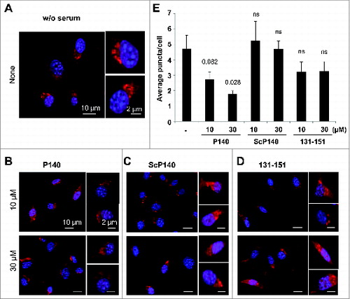 Figure 4. Effect of the P140 peptide on CMA activity on mouse fibroblasts. NIH3T3 cells stably expressing the photoactivable CMA reporter KFERQ-PA-mCherry1 were photoactivated and maintained in serum-free medium supplemented with or without (w/o) with the indicated peptides for 12 h. (A to D) Representative images, low magnification field and higher magnification single cell inserts of cells that were kept untreated (A), or treated with the P140 peptide (B), scrambled peptide ScP140 (C) or unphosphorylated peptide 131 to 151 used as control (D). Nuclei were highlighted by DAPI. (E) Quantification of the average number of fluorescent puncta per cell. Values are mean + standard error of the mean (SEM). N > 50 cells. P values are indicated (Student t test).