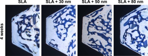 Figure 14 The osseointegration of the different groups at 4 weeks (40×).Notes: More newly formed bone was extending from the surface of the implant into the roof of the chamber, and some was in direct contact with the implant surface. Distinct demarcation lines were clearly observed between the darker stained new bone and the lighter stained old bone, particularly in the SLA + 80 nm group.Abbreviation: SLA, sandblasting with large grit and acid etching.