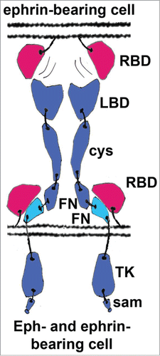 Figure 3. Schematic representation of the in cis vs in trans interactions between Eph receptors and ephrins. In many neurons the expression levels of A-class ephrins are high and they co-localize with Eph receptors to the same membrane patches. Within these patches, they are involved in cis interactions, which are generally inhibitory to the forward Eph signaling. Although the precise molecular mechanism of the inhibition is not well understood, it has been suggested that the in cis interactions prevent the conformational rearrangements normally effected by the in trans Eph/ephrin contacts that are required for the formation of the ordered Eph/ephrin signaling assemblies. The in cis interacting FNIII regions are shown in cyan, other Eph domains are in blue; ephrins are shown in red. RBD, Receptor-Binding Domain; LBD, Ligand-Binding Domain; cys, Cysteine-Rich Domain; FN, Fibronectin type III Domain; TK, Tyrosine Kinase Domain; sam, Sterile Alpha Motive.
