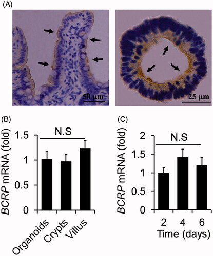 Figure 3. The analogies of BCRP expression profiling between small intestinal villus and organoids. (A) Location of BCRP protein was detected by immunohistochemistry in small intestinal villus and the cultured organoids, and were indicted by arrowheads. (B) The mRNA levels of BCRP in organoids at the fourth cultured day, villus and crypts from small intestine. (C) The mRNA expression of BCRP in the organoids on the different days of culture. All data were presented as mean ± SEM, n = 3 per group.