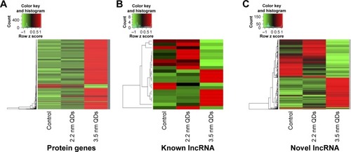 Figure 6 Heat map representing expression patterns of significantly expressed genes, with green indicating downregulation and red indicating upregulation.Notes: (A) Protein genes; (B) known lncRNA; and (C) novel lncRNA.Abbreviation: lncRNA, long noncoding RNA.
