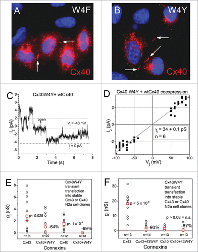 Figure 4. Expression of the Cx40 W4F/Y mutations (A-B) The Cx40W4F (A) and Cx40W4Y (B) mutant proteins formed gap junction plaques (arrows) between HeLa cells. (C-D) Homotypic mutant Cx40W4F and W4Y gap junction were, however, nonfunctional and reduced the wtCx40 channel currents (C) and γj (D) in a dominant-negative manner to minimal detectable levels. (E) Coexpression of the Cx40W4Y mutation with wtCx40 or wtCx43 in N2a cells reduced the average gj by 99% and 64% respectively, suggestive of a slight preference for Cx40W4Y subunits to heteromerize with homologous wtCx40 over heterologous Cx43 subunits. (F) The Cx43W4Y mutation was created and reciprocal wtCx40 and wtCx43 coexpression experiments were performed. The mutant Cx43W4Y subunit decreased wtCx43 gj by 90% despite the higher overall gj of wtCx43 cell pairs when these experiments were performed, suggesting an increased efficiency of functional knockdown of wtCx43 gj by the homologous mutant Cx43W4Y subunit.