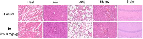 Figure 7 Histological analysis of heart, liver, lung, kidney, and brain for the acute toxicity studies of compound 3e at dosage of 2500 mg/kg in mice; 200 mm indicated the scale bar of images (HE staining). Representative images of HE-stained heart, liver, lung, kidney and brain for each group were shown.