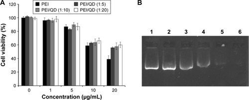 Figure 2 Cell viability and gel electrophoresis assays of different nanocomplexes.Notes: (A) Cell viability of HepG2 cells treated with different formulated PEI/QD nanoparticles. (B) Gel electrophoresis assays of PEI/QD/pDNA nanocomplexes: lane 1, miR-26a vector alone; lanes 2 to 6, PEI/QD/pDNA complexes with N/P ratio 0.5, 1, 2, 4, and 6, respectively.Abbreviations: PEI, polyethyleneimine; QD, quantum dot; N/P, nitrogen to phosphate.