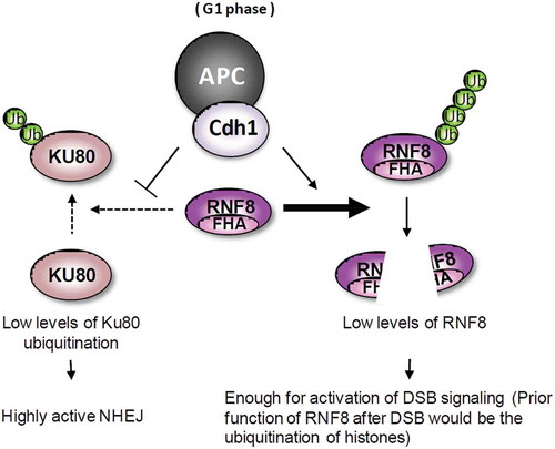 Figure 5. A model for the regulation of NHEJ by APCCdh1 in G1 cells. The DSBs in G1 cells are mainly repaired by Ku heterodimer-mediated NHEJ. RNF8-mediated polyubiquitination of histones activates the DNA damage signaling. However, RNF8 also induces polyubiquitination of Ku80, promoting dissociation of Ku80 from DSBs. In G1 phase, the destruction of RNF8 by active APCCdh1 complex suppresses the dissociation of Ku80 from DSBs, maintaining NHEJ in a highly active state.