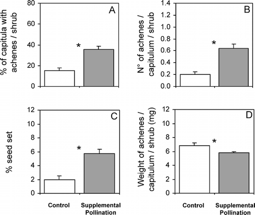 Figure 1 Mean seed output expressed as (A) the percentage of capitula per shrub that set one or more achenes (%CA), (B) the number of achenes per capitulum per shrub (NAC), and (C) percentage seed set (% of ovaries of open florets per shrub that set seed) (%SS), and seed quality expressed as (D) weight of achenes per capitulum per shrub (mg) in control (white bars) and hand supplementary pollinated (gray bars) shrubs of the insect-pollinated dwarf shrub Chuquiraga oppositifolia (Asteraceae) at a 2600m elevation site (Valle Nevado–33°21′S, 70°16′W) in the lower alpine belt (subandean scrub vegetation belt), Andes of central Chile. Bars are means +1 SE. *significant differences (P< 0.05). Each treatment had 15 replicates.