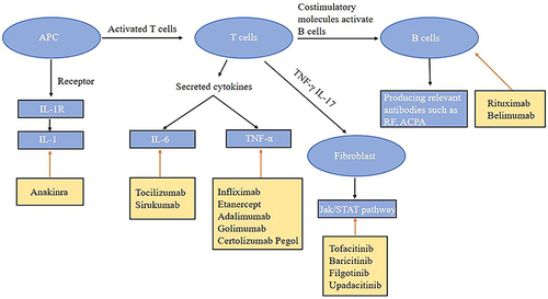 Figure 1 Biological and targeted agents in the treatment of rheumatoid arthritis. Antigen-presenting cells deliver their own antigens via major histocompatibility complexes to T cells, releasing lymphokines and activating macrophages to provide assistance to B cells. The latter may be induced to produce autoantibodies such as anti-citrullinated proteins. Autoantibodies are bound to the respective autoantigens and form immune complexes in the synovial membrane. These immune complexes bind to macrophages and other cells via Fc receptors and complement receptors, activating the secretion of pro-inflammatory cytokines and other inflammatory mediators like tumor necrosis factor, interleukins and macrophages via lymphokines, such as T-cell interferon or IL-17.