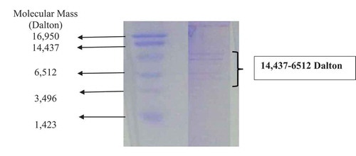 Figure 4. Tricine SDS-PAGE for molecular mass analysis of partially purified bacteriocin from Lactococcus lactis subsp. Lactis. Diffused bands in the range of 14437–6512 Daltons.Figura 4. SDS-PAGE de tricina para el análisis de la masa molecular de la bacteriocina parcialmente purificada de Lactococcus lactis subsp. lactis. Bandas difusas en el rango de 14437–6512 Daltons.