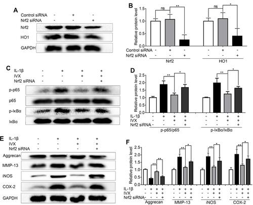 Figure 1 Nrf2 deficiency compromises IVX action on IL-1β-exposed chondrocytes. Nrf2 was knocked down by siRNA in IL-1β-exposed chondrocytes (A, B) Evaluation of Nrf2 and HO1 protein expression, using Western blot. Protein quantification was done using Image J. (C, D) Assessment of phosphorylated and unphosphorylated forms of IκBα and p65, using Western blot. Protein quantification was performed using Image J software. (E, F) Determination of the Nrf2 signaling-related protein expression. Data is average ± SD of 3 separate examinations. *p < 0.05, **p < 0.01.