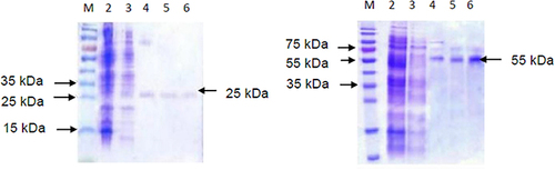 Figure 5 SDS-PAGE analysis of (A) TbHK and (B) hGCK purification strategies. On both images (M) Marker, (2) lysate, (3) soluble fraction, (4) IMAC, (5) SEC, (6) Dialysis; showing the 25 kDa and 55 kDa purified TbHK and hGCK proteins, respectively.