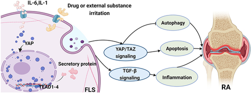 Figure 2 The role of YAP/TAZ in fibroblast-like synovial cells (FLS) and its related signaling pathway involved in RA. General speaking, the activation of YAP/TAZ could regulate the pathological progress of RA via inhibiting the autophagy process or promoting apoptosis activity. Furthermore, YAP/TAZ also have an influence on the inflammatory response in RA through the TGF-β signaling pathway.