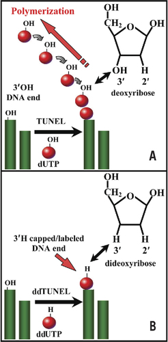 Figure 1. Comparison of TUNEL with ddTUNEL.(A) The use of 2′ dUTP in the TUNEL assay leads to the unquantifiable polymetric labeling of a single 3′OH present on genomic DNA. Each labeled dUTP added to a 3′OH end acts a substrate for a subsequent dUTP. In contrast, using 2′,3′ ddUTP in the ddTUNEL assay ensures that one and only one labeled ddU is added to each 3′OH DNA end (B). The structures of deoxyribose and dideoxyribose are shown in the appropriate panel, and the arrow indicates the presence of 3′H in ddUTP.
