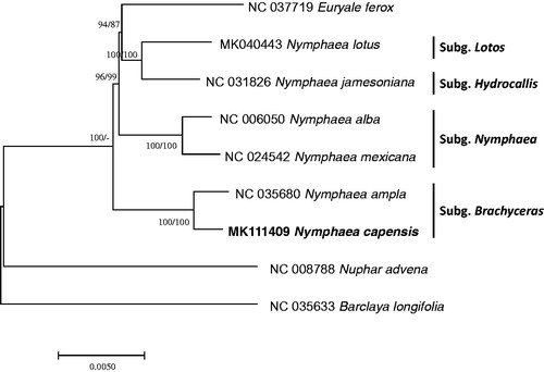 Figure 1. Neighbor joining and maximum parsimony phylogenetic tree (bootstrap repeat is 10,000) of nine Nymphaeaceae chloroplast genomes including one outgroup species: Nymphaea capensis (MK111409, this study), Nymphaea lotus (MK040443), Nymphaea ampla (NC_035680), Nymphaea jamesoniana (NC_031826), Nymphaea mexicana (NC_024542), Nymphaea alba (NC_006050), Euryale ferox (NC_037719), Barclaya longifolia (NC_035633), and Nuphar advena (NC_008878). The numbers above branches indicate bootstrap support values of neighbor joining and maximum likelihood tree, respectively.