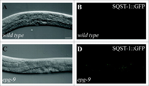 Figure 8. Expression of SQST-1 aggregates at larval stages. (A and B) SQST-1::GFP is weakly expressed in wild-type L4 larvae. bpIs151(sqst-1p:: sqst-1::gfp) was used. (C and D) In epg-9 mutants, SQST-1::GFP accumulates into aggregates in multiple tissues. (A and C) DAPI images of the animals shown in (B and D), respectively. Scale bar: 20 μm.