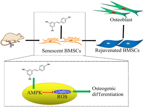 Figure 8. Molecular mechanism of resveratrol-promoted osteogenesis in aging rats. Resveratrol facilitates osteogenic differentiation of aging BMSCs through attenuating cell senescence and down-regulating ROS production via AMPK activation.