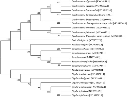 Figure 1. The Neighbour-joining phylogenetic tree based on 23 chloroplast complete genome sequences.