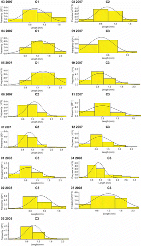 Figure 5. Size frequency histograms of Alitta succinea from station C, Romanian coast of the Black Sea.