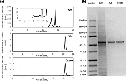 Figure 6. HPLC-SEC profile (a) and SDS-PAGE gel (b) illustrating purity of tandem scFv bsAb, which has an expected molar mass of 54.1 kDa, in the CCS, post-Protein L (PrL) and post-CaptoTM adhere (Capto)