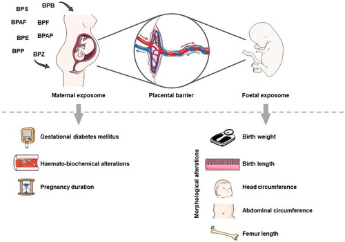Figure 3. Schematic representation of the various stages of vulnerability to endocrine disruption caused by BPA substitutes. Exposure to BPA substitutes begins in the prenatal phase, as the placenta is not an entirely effective barrier to maternal-fetal transfer of these compounds. Consequently, the bioaccumulation of these EDCs in the fetus can be promoted. Maternal and fetal exposure can harm the health of both individuals. BPS: bisphenol S; BPF: bisphenol F; BPAF: bisphenol AF; BPB: bisphenol B; BPAP: bisphenol AP; BPZ: bisphenol Z; BPP: bisphenol P; BPE: bisphenol E. Figure created with PowerPoint v.2204 and using pictures from Servier Medical Art. Servier Medical Art by Servier, licensed under a Creative Commons Attribution 3.0 Unported License (https://creativecommons.org/licenses/by/3.0/).