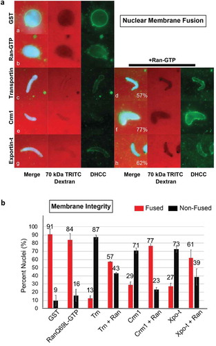 Figure 2. The Exportins Crm1 and Exportin-t inhibit nuclear membrane fusion and can be counteracted by RanQ69L-GTP. (a) Crm1 and Exportin-t were added to extracts together with sperm chromatin interphase egg extracts and nuclear membrane fusion was assayed after 1 hour at room temperature. The primary measure of fully fused nuclear membrane was the ability to exclude TRITC-70 kDa Dextran (red); fusion is also supported by the appearance of a smooth membrane around the DNA (green, DHCC). The conditions assayed included the following addition of recombinant protein. a: 25 μM GST, b: 37.5 μM RanQ69L-GTP, c: 25 μM Transportin, d: 25 μM Transportin + 37.5 μM RanQ69L-GTP, e: 25 μM Crm1, f: 25 μM Crm1 + 37.5 μM RanQ69L-GTP, g: 25 μM Exportin-t, and h: 25 μM Exportin-t + 37.5 μM RanQ69L-GTP. Note: RanGTP alone causes abundant membrane fusion, producing a nuclear membrane with many outfoldings, which is less smooth than seen in GST alone nuclei. (b) Quantification of membrane fusion assays. The percentages shown were determined by counting at least 50 nuclei from each condition. Each experiment was repeated three times. Error bars represent the Standard Error from the Mean. Trn = Transportin, Ran = RanQ69L-GTP, Xpo-t = Exportin-t.